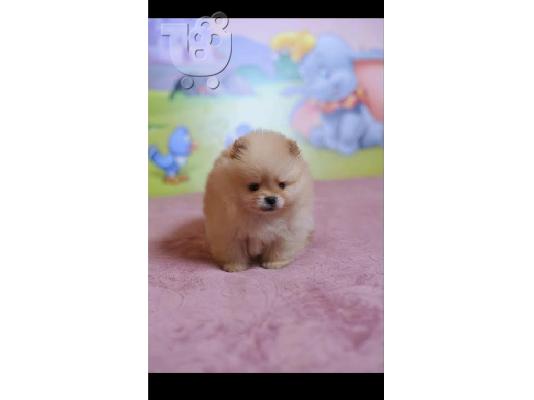 Καθαρόαιμα κουτάβια Pomeranian